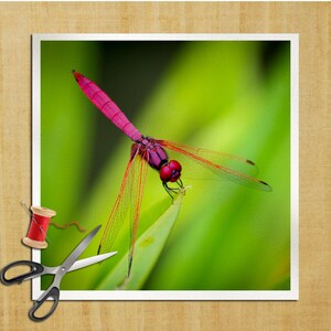 Puede incluir: Una libélula rosa vibrante con alas rojas posada sobre una hoja verde. Los ojos de la libélula son grandes y negros, y su cuerpo es delgado y alargado.