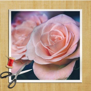 Puede incluir: Primer plano de una rosa rosa con pétalos suaves. La rosa está enfocada, mientras que el fondo está desenfocado.