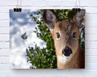 Deer Doe Face Nature Outdoor Photography - Art Print Poster wall Ar Decor High Quality Giclee