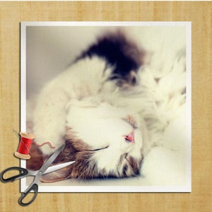 Puede incluir: Un gato blanco y marrón con marcas negras está durmiendo sobre un fondo blanco. Los ojos del gato están cerrados y su boca está ligeramente abierta. El pelaje del gato es suave y esponjoso.