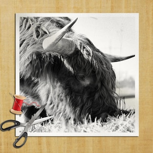 Puede incluir: Imagen en blanco y negro de una vaca de las Tierras Altas pastando hierba. La vaca tiene pelo largo y lanudo y cuernos grandes. Una bobina de hilo rojo y unas tijeras en primer plano sugieren un tema artesanal.