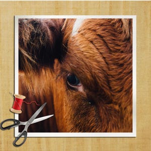 Puede incluir: Primer plano del ojo de una vaca marrón y blanca. El pelaje de la vaca es suave y esponjoso, y el ojo es grande y oscuro.