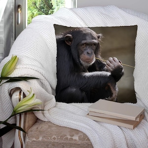 Puede incluir: Un chimpancé negro se sienta en un cojín blanco, sosteniendo un trozo de paja en su boca. El chimpancé mira hacia un lado, y su expresión es pensativa. El cojín está en un sofá blanco con un tejido estampado marrón.
