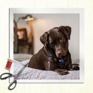 Könnte beinhalten: Ein brauner Labrador Retriever liegt auf einer grau-weißen Bettdecke. Der Hund schaut nach unten und trägt ein rosafarbenes Halsband mit einem blauen Anhänger.
