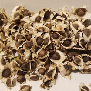 May include: Close-up of a pile of moringa seeds. The seeds are brown and oval-shaped, encased in thin, off-white, papery husks. The image is well-lit, highlighting the texture and details of the seeds and their husks.