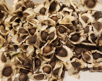 Moringa Oleifera PKM1 Seeds - Paisley Farm & Crafts