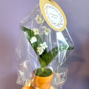 Peut inclure: Une petite plante en pot avec des fleurs blanches et des feuilles vertes envelopp&eacute;es dans du plastique transparent avec une &eacute;tiquette brune qui dit "Thinking of you".