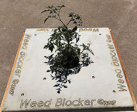 10/" soldier stepping stone mold plaster concrete reusable mould