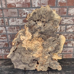 Buckeye Burl Accent Display / Wall Mount (Stand Included) FREE SHIPPING GUARANTEED