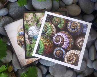 6 Folding Greeting Card Frameable Blank Square Notecard Prints 5.5"x5.5" Painted Shells Steampunk, Butterfly, & Spirals RockyRoadArtStudio