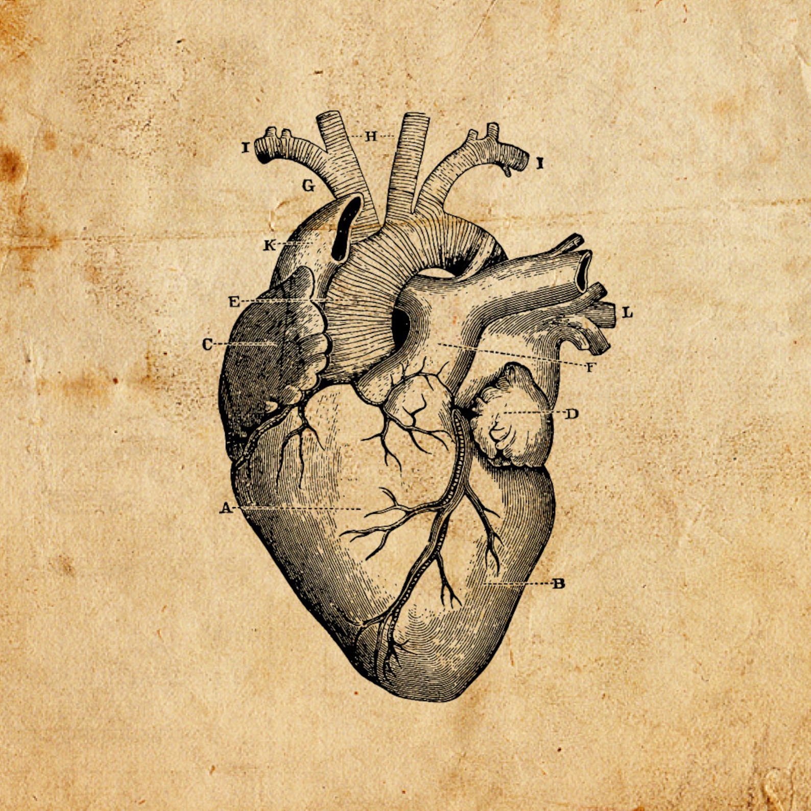 Vintage Heart. Vector, PNG, JPEG. Digital Download. Art, Print, T