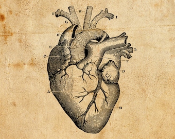Vintage Heart. Vector, PNG, JPEG. Digital download. Art, print, t-shirts, merchandise. Old, illustration, diagram, medical, anatomy.