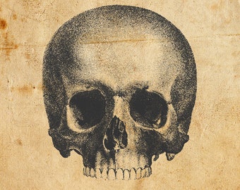 Vintage Skull. Vector, PNG, JPEG. Digital download. Art, print, t-shirts, merchandise. Skeleton, illustration, old, diagram, medical.