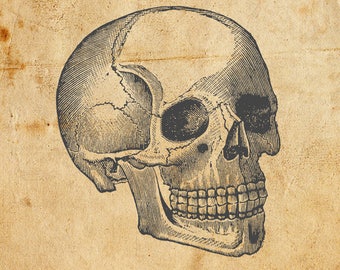Vintage Skull. Vector, PNG, JPEG. Digital download. Art, print, t-shirts, merchandise. Skeleton, illustration, old, diagram, medical.