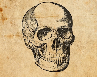 Vintage Skull. Vector, PNG, JPEG. Digital download. Art, print, t-shirts, merchandise. Skeleton, illustration, old, diagram, medical.
