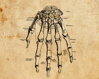 Vintage Hand. Vector, PNG, JPEG. Digital download. Art, print, t-shirts, merchandise. Bones, skeleton, illustration, diagram, medical.