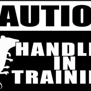 Caution - Handler in Training - Vinyl Window Decal - The Black in the sample is the &quot;color&quot; of the vinyl, white is clear