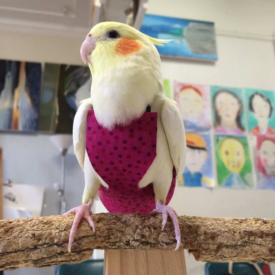 Pink Cockatiel Bird Cockatiel Original Elephant And Cat Love Poster