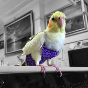 A Nappy/Diaper/Flight Suite for your Cockatiel - Purple-GrapesPattern. #PU001