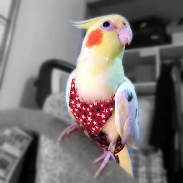 A Nappy/Diaper/Flight Suite for your Cockatiel - Stars Red Blue White. #SRBW001