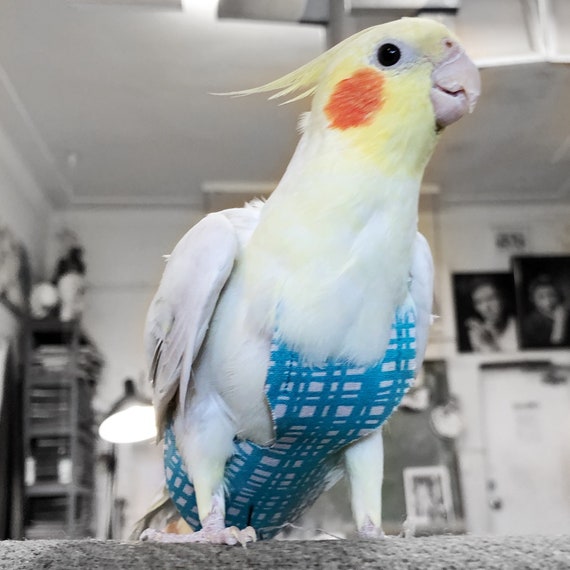 オカメインコブルー バックヤードファミリー BACKYARD FAMILY
