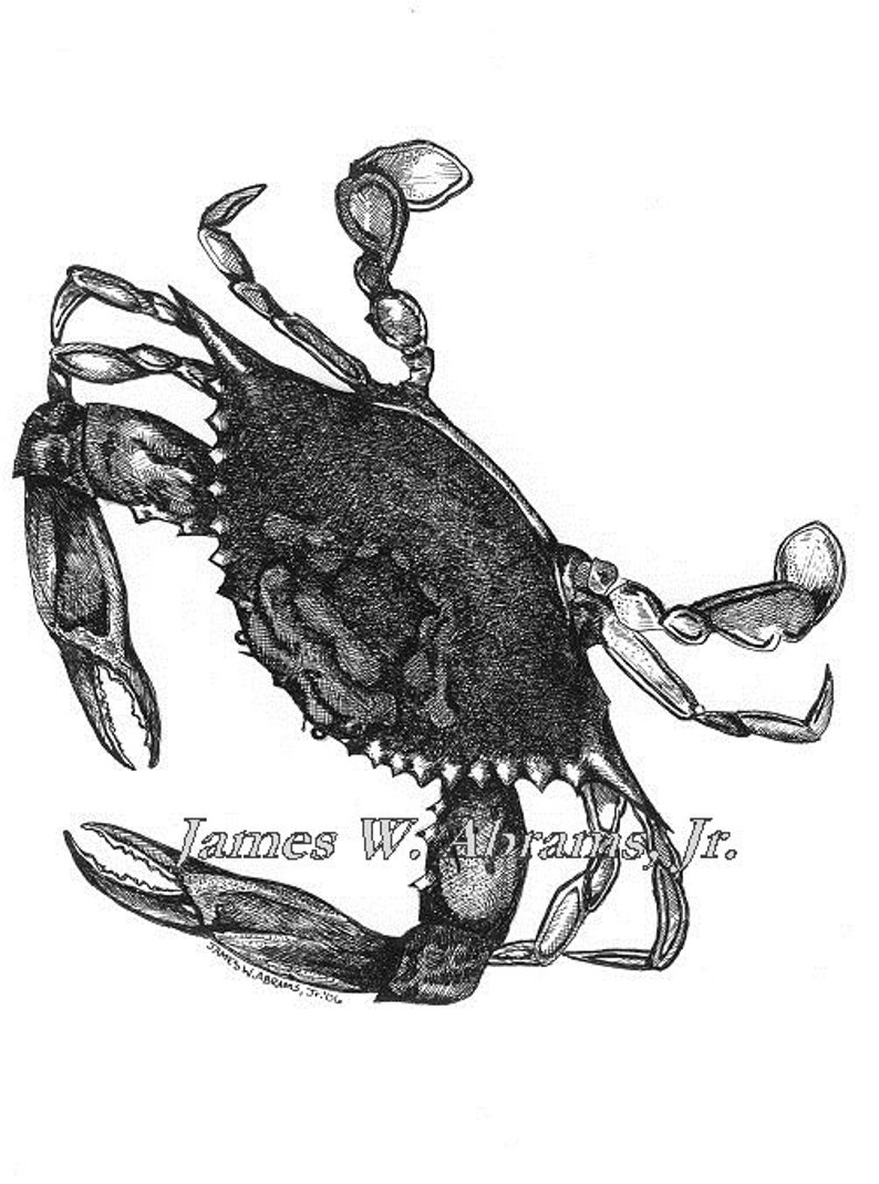 Blue Crab Pen and Ink Print Etsy