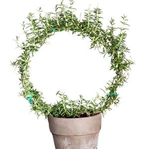 Live Plant Rosemary Topiary Ring | Live Rosemary Topiary