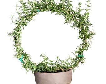 Live Rosemary Topiary Ring | European Clay Pot