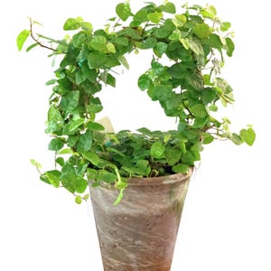 Live Topiary Plant Creeping Fig Ring