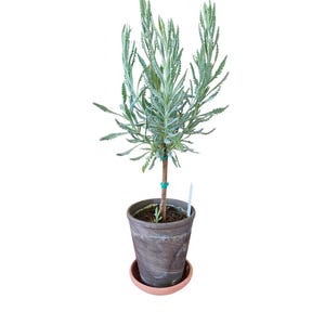 Live Plant Lavender Topiary