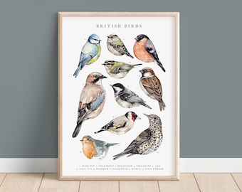 Watercolour British Birds Print, A4 A3 Bird Painting Poster Illustration Gift for Bird Watchers Wall Art