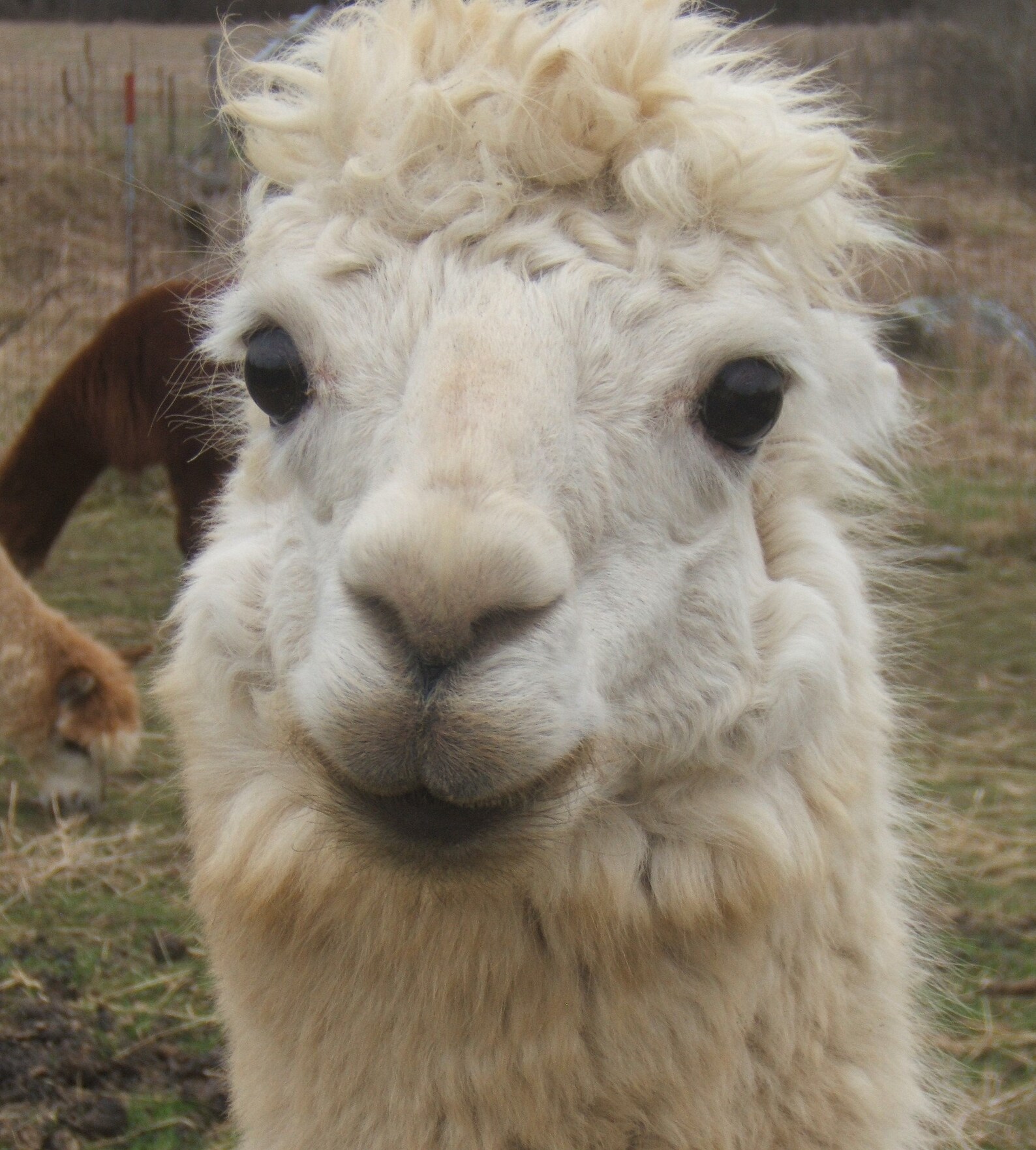 Dog bed Alpaca pet bed Alpaca dog bed Pet mattLuxury pet Etsy