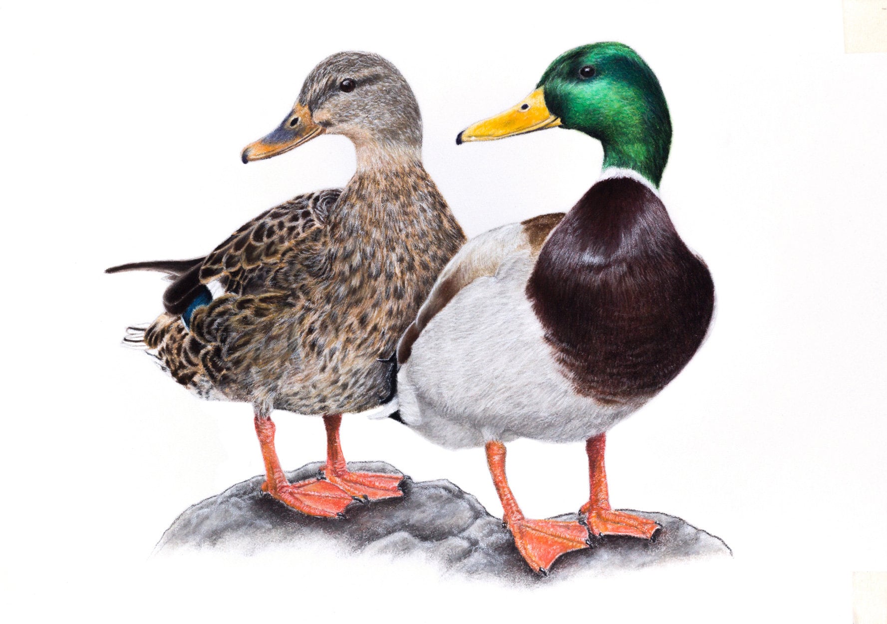 Dessin canard colvert Anas platyrhynchos oiseau oiseaux | Etsy
