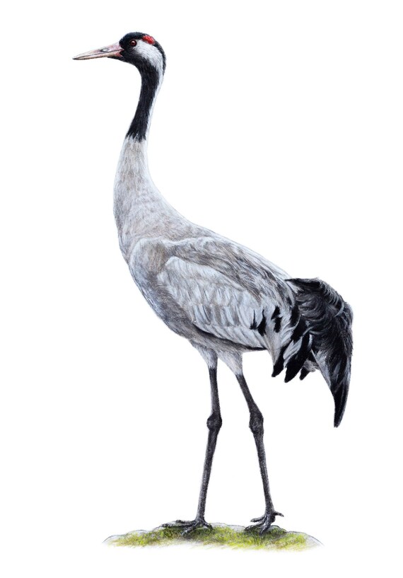 comment dessiner une grue oiseau