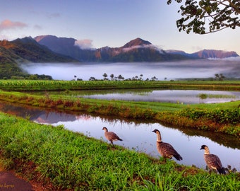 Kauai nene photo card