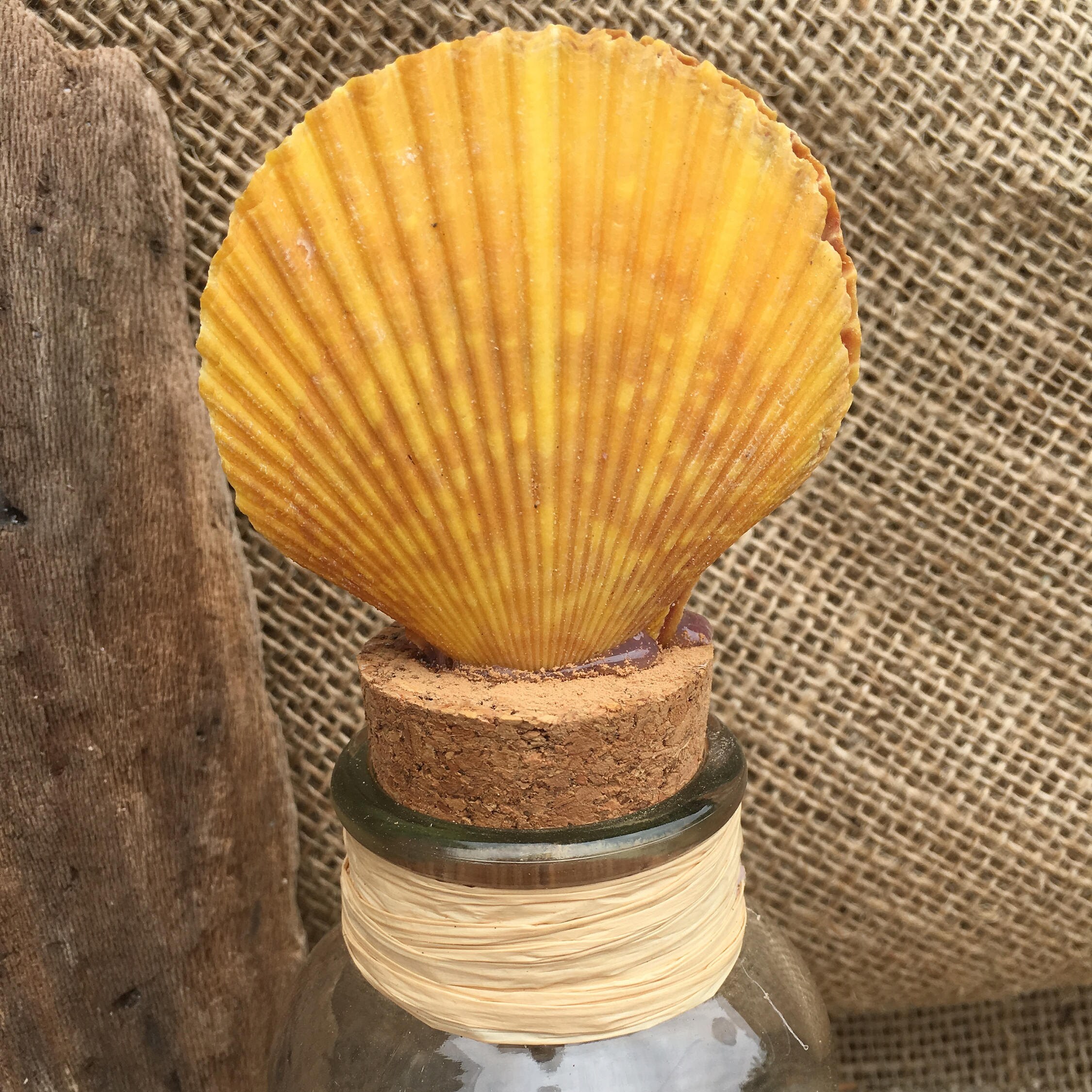Sea Shell Bottle Etsy
