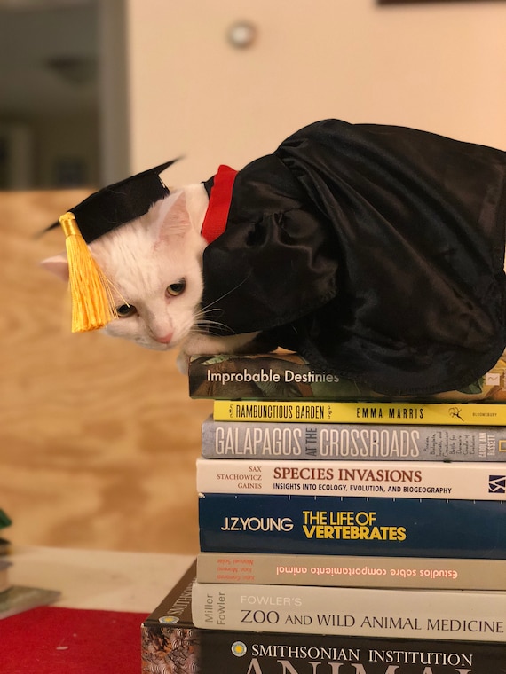 Premium AI Image | Portrait of Cocker Spaniel Dog Wearing a Graduation Cap  and Gown for Com Pet Festive Costume Photo