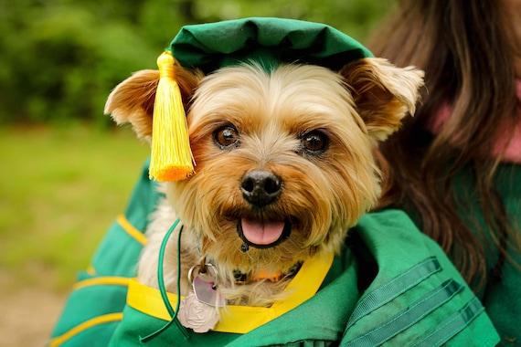 dog graduating - Hamburg Journal | Neighborhood news for southeast  Lexington, KY