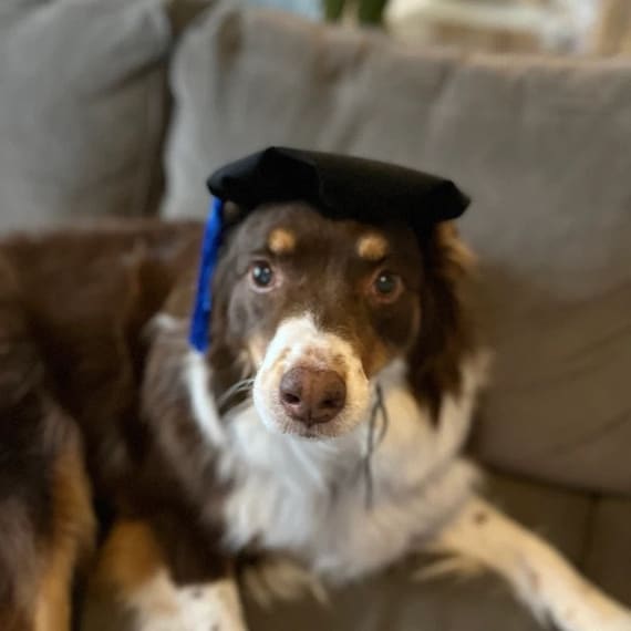 Pet Graduation Cap Dog Graduation Cap