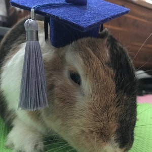 Pet Graduation Cap - Etsy