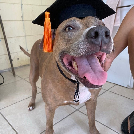 Pet Graduation Cap Dog Graduation Cap