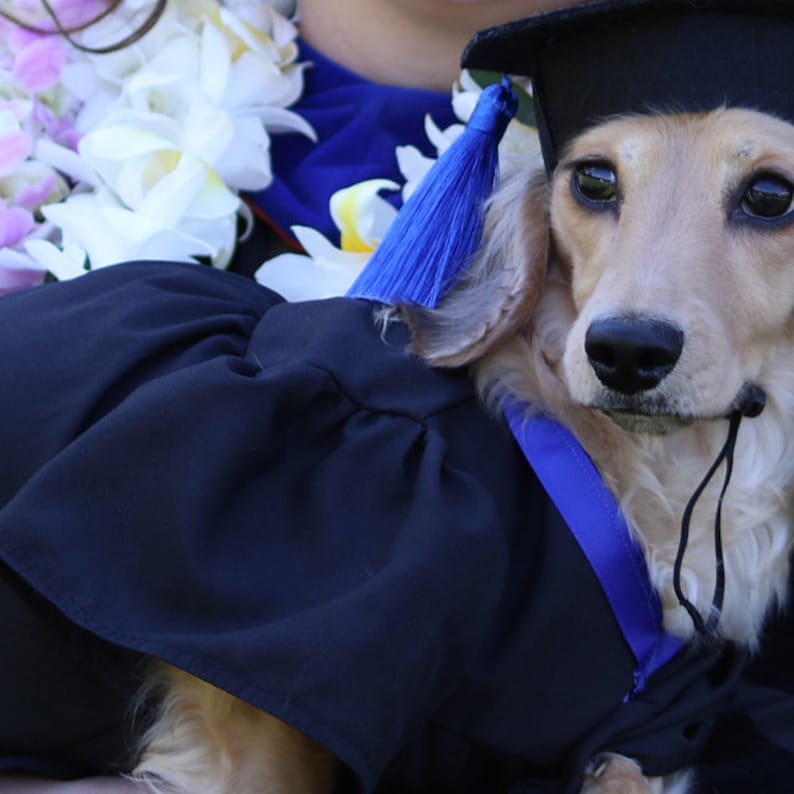 Dog Graduation Cap & Gown Therapy Dog Graduation Cap Etsy