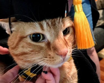 Pet Graduation Cap