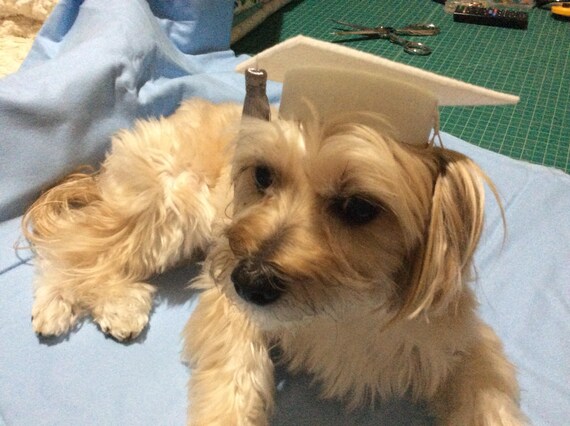 Pet Graduation Cap