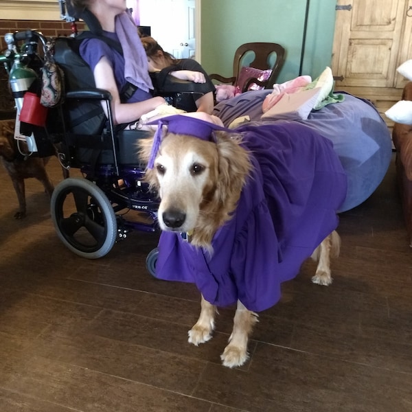 Dog Cap and Gown Etsy