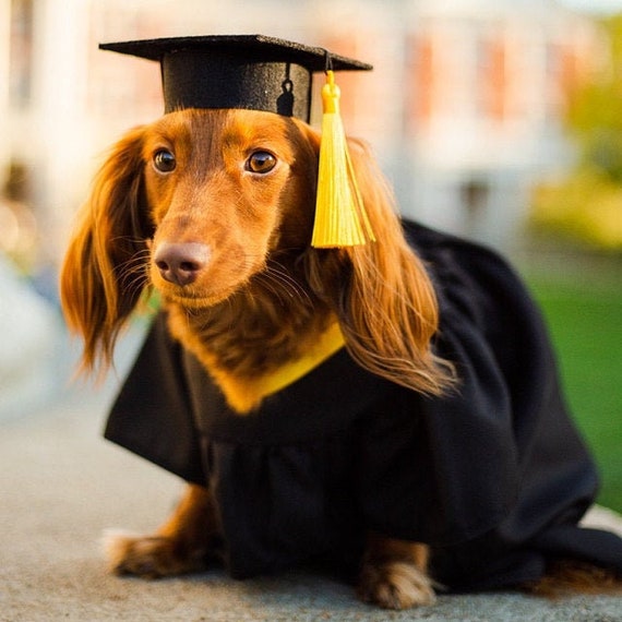 Graduation Dog Cap Tassel Happy Stock Photo 2299829753 | Shutterstock