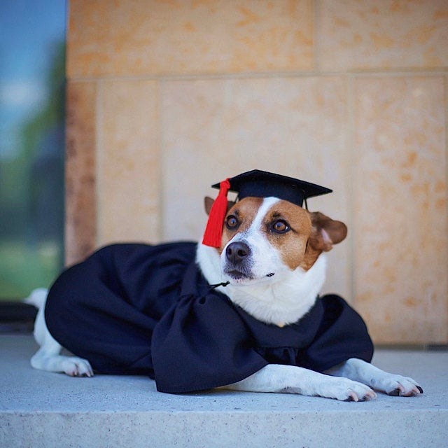 Dog graduation cap top and gown petsmart