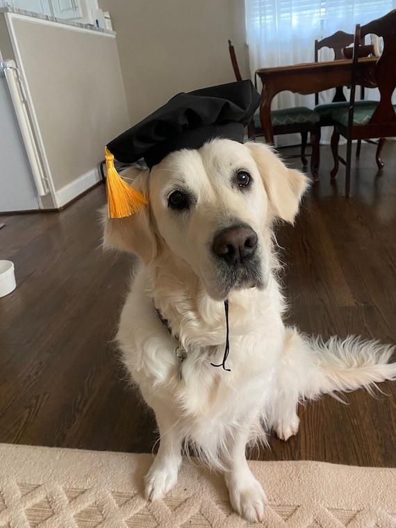 Pet Graduation Cap