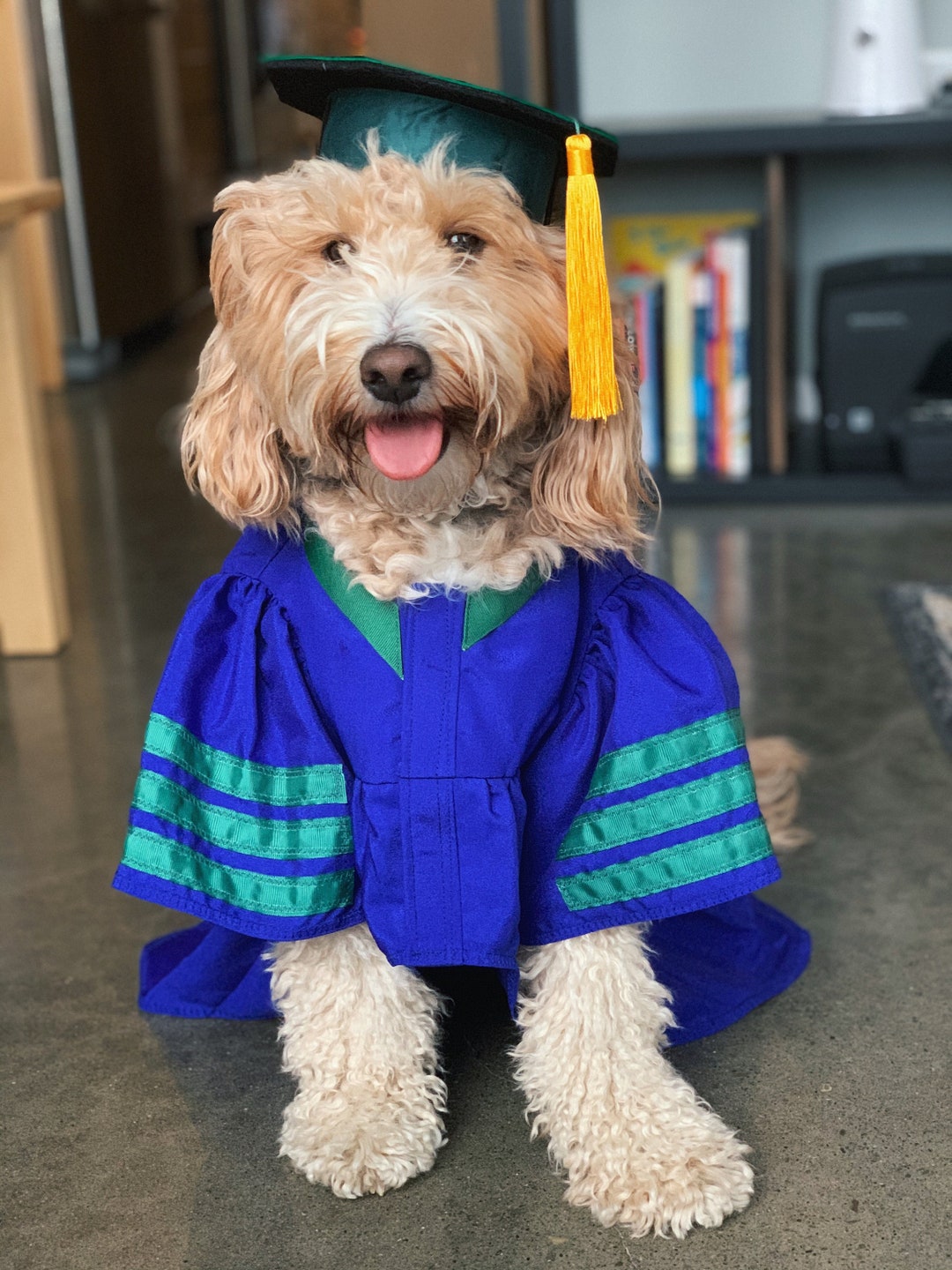 Dog Graduation Cap & Gown Therapy Dog Graduation Cap Etsy