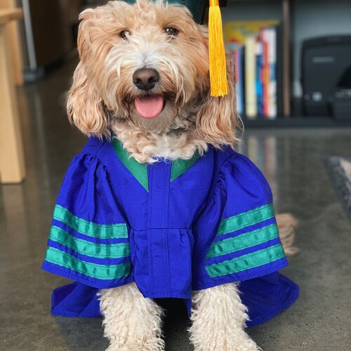 Dog Graduation Cap & Gown Therapy Dog Graduation Cap Etsy